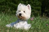 WESTIE 304
